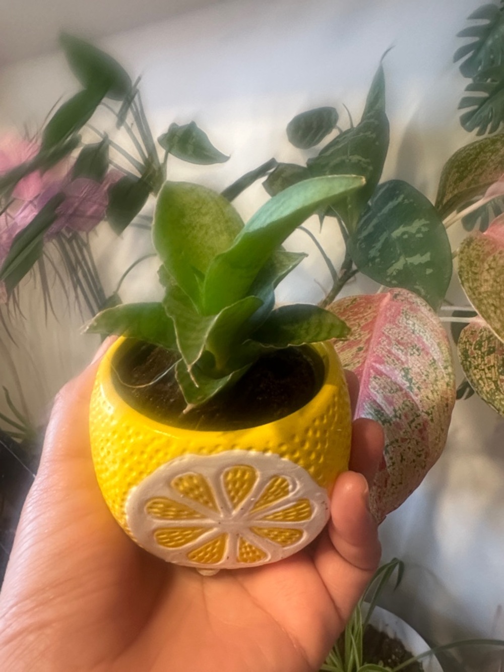 Yellow Citrus Ceramic Planter with Green Succulent